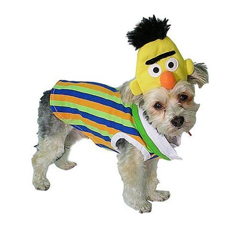 File:NewYorkDog.Bert.jpg