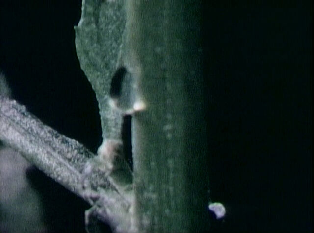 File:Sadflower.jpg