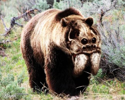 File:Spiderbear.jpg