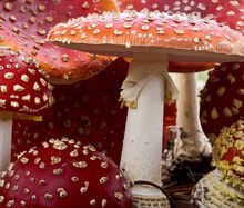 Amanita muscaria 1a