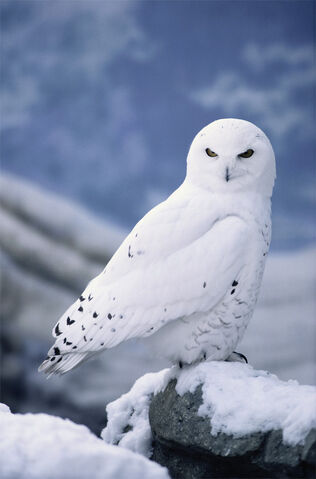 File:Snowy Owl.jpg