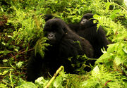 Gorillas-moving