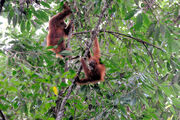 Leuser-orangs 09N8683