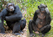 Bonobo chimp