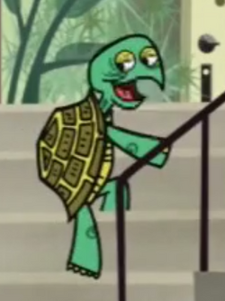 Shelley Turtle