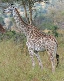 File:Giraffe.png