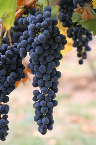 File:Las uvas azules.jpeg