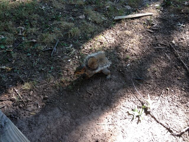 File:Squirrel.jpg