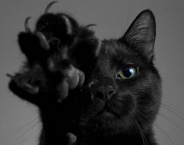 File:Black-cat-4.jpg