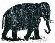 Wollelephant.png