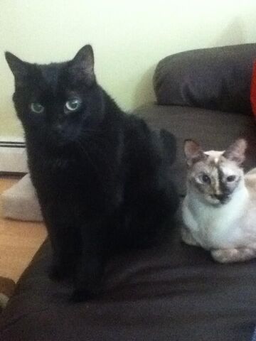 File:Kona and n2.jpg