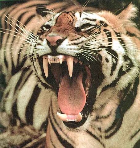 Plik:Tiger.jpg
