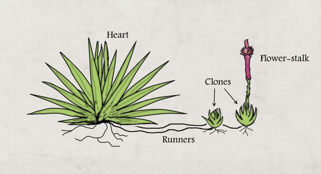 File:Agave2.jpg