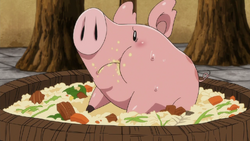 Hawk loving Ban's cooking
