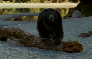Black Bear