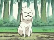 Akamaru2.jpg