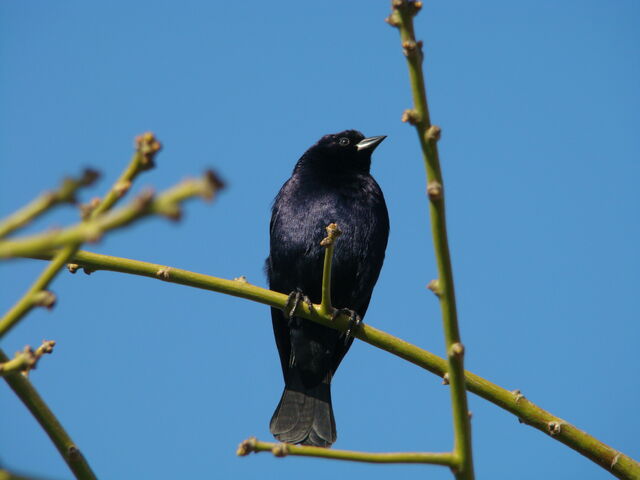 File:Shiny Cowbird.jpg