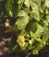 Lovia - Chardonnay grapes