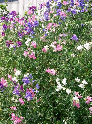 File:Sweet peas.jpg