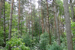 Plains Forest