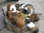 CaviasInFokkery