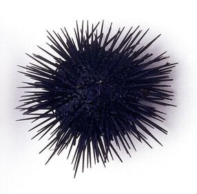 Sea-urchin