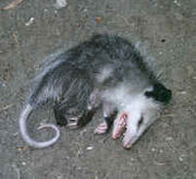 Stupid Possum