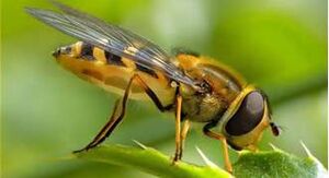 Insect
