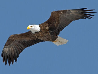 Bald eagle adult2