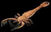 Melograptus