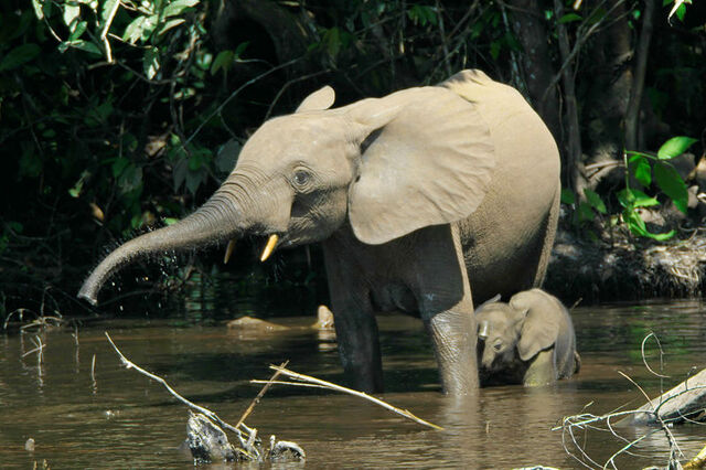 Fichier:Loxodonta cyclotis.jpg
