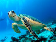 Sea Tutle