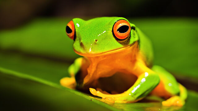 File:Orange-thighed-frog-animals-for 528708.jpg