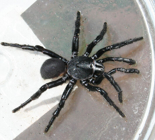 File:Black purse-web spider.jpg