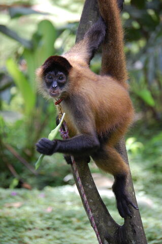 File:Geoffroy's spider monkey.jpg