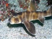 Japanese Bullhead Shark