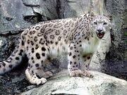 Snow Leopard