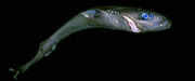 Dwarf Lanternshark