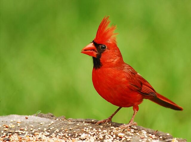 File:Northern cardinal.jpg