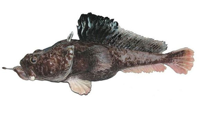 File:New-fish-species-660x433.jpg