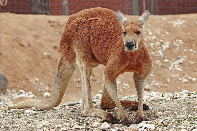 File:Red kangaroo.jpg