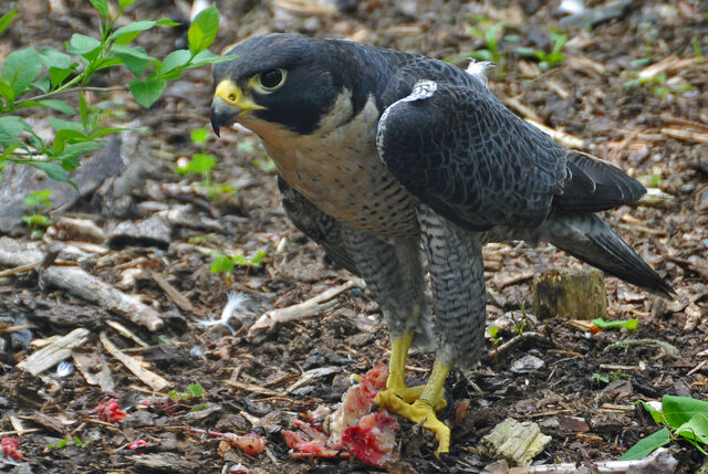 File:Peregrine Falcon.jpg