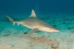 Blacknose Shark