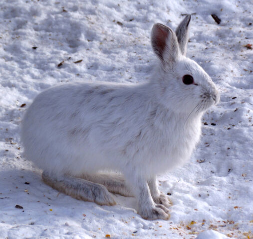File:Winter Snowshoe Hare.jpg