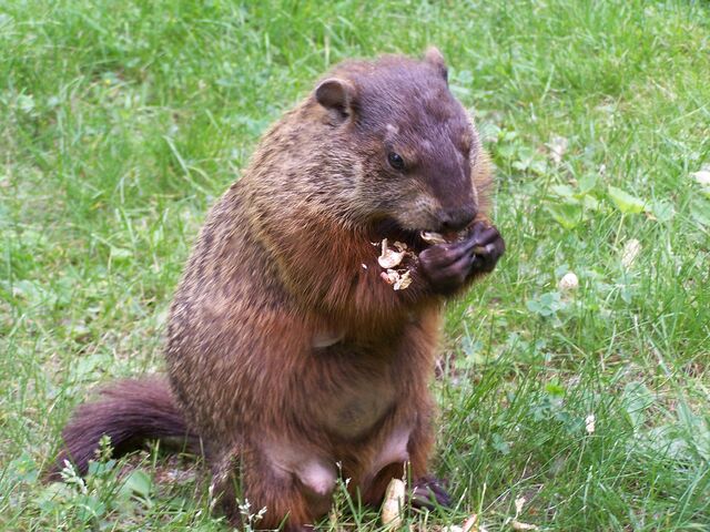 File:Groundhog3.jpg
