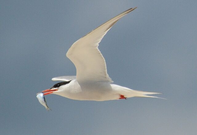 File:Common tern.jpg