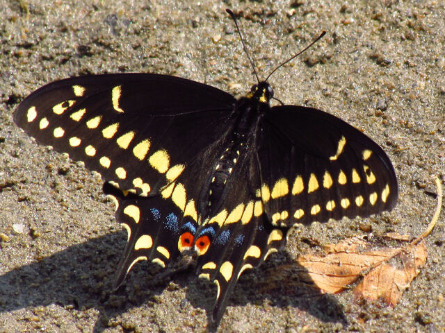 File:Eastern black swallowtail.jpg