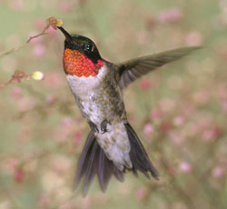 Ruby throated hummingbird