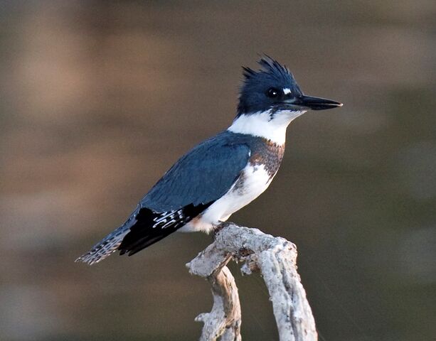 File:Belted Kingfisher.jpg