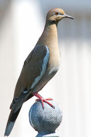 White-winged Dove